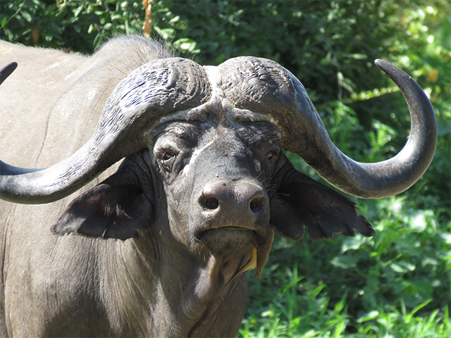African Buffalo - Kruger NP Photo by Ventures Birding Tours